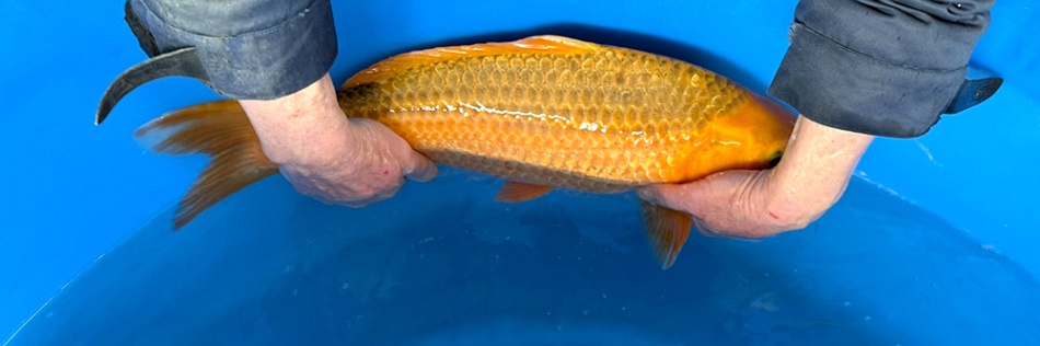 Updates van bijzondere koi