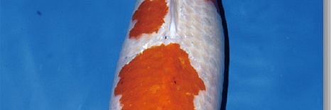 Veiling Momotaro 2 februari