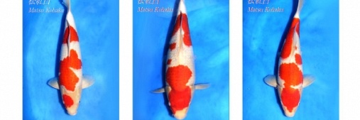 Veiling Momotaro 28 maart