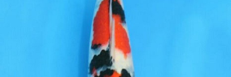 Veiling Momotaro 30 maart
