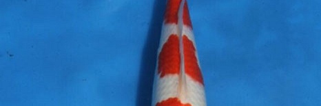 Veiling Momotaro 30 maart