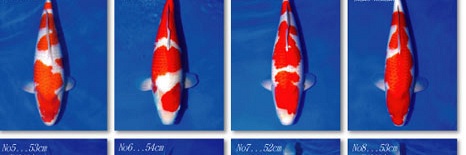 Veiling Momotaro 5 oktober - kohaku