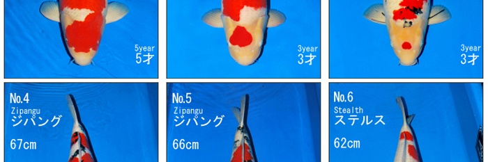Veiling Sakai