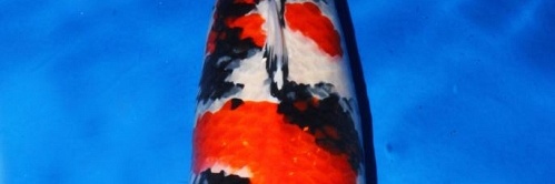 Veiling tosai Momotaro