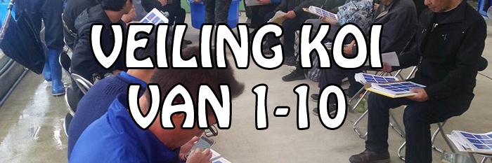 Veilingkoi van 1 tot 10