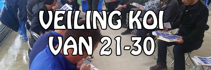 Veilingkoi van 21 tot 30