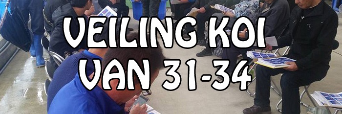 Veilingkoi van 21 tot 34