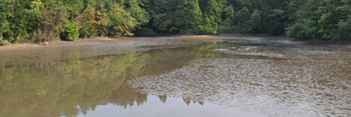 Verblijf van koi in mudpond