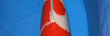 Wakagoi Winnaar 2009