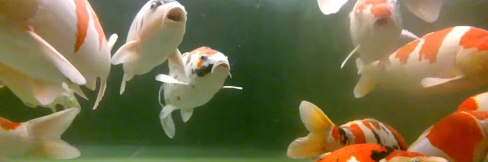 Wat beelden met de gopro