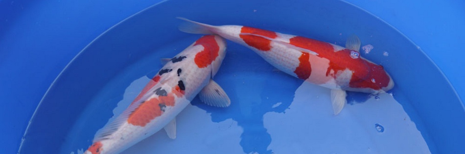 Wat een machtige kohaku