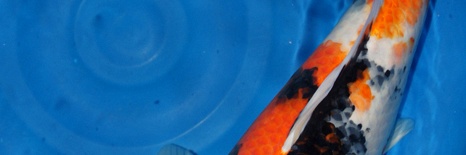 We zullen er eens aan beginnen