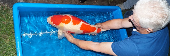 Werken aan de nieuwe Grand Champion
