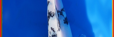 Wie weet welke shiro dit is ?