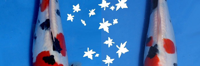 Wil je ook eens meedoen aan de AJYKS