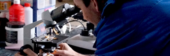 Winnaar van de microscoop