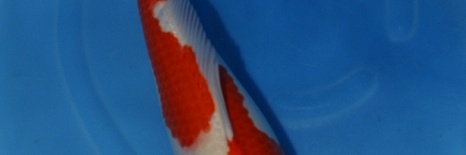 Yamamatsu oogst