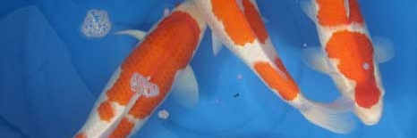 Yamatoya female kohaku