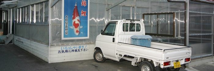 Yamatoya Koi Farm, de benadering van een ambachtsman