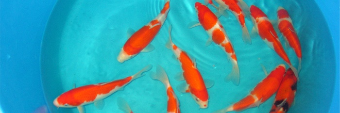 Yamatoya Koi