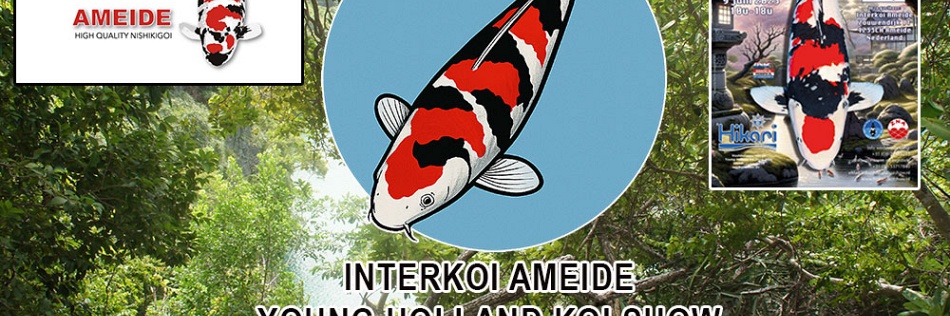 YHKS Koi Show in Ameide, Jouw Kans om te Stralen!