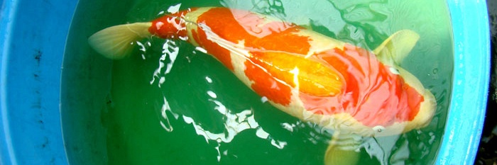 Yondan kohaku