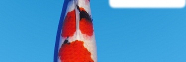 Zaterdag, jaarlijkse bieddag