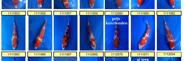 Zaterdag - Koivriendendag