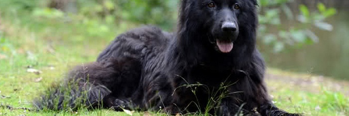 Zijn er nog kandidaten voor puppies