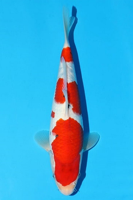 sanke van momotaro
