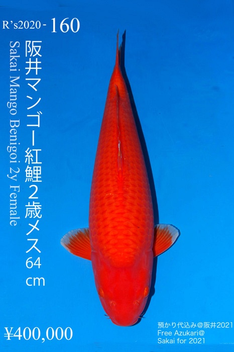 benigoi