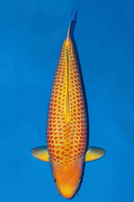 golden corn