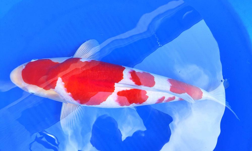 kohaku