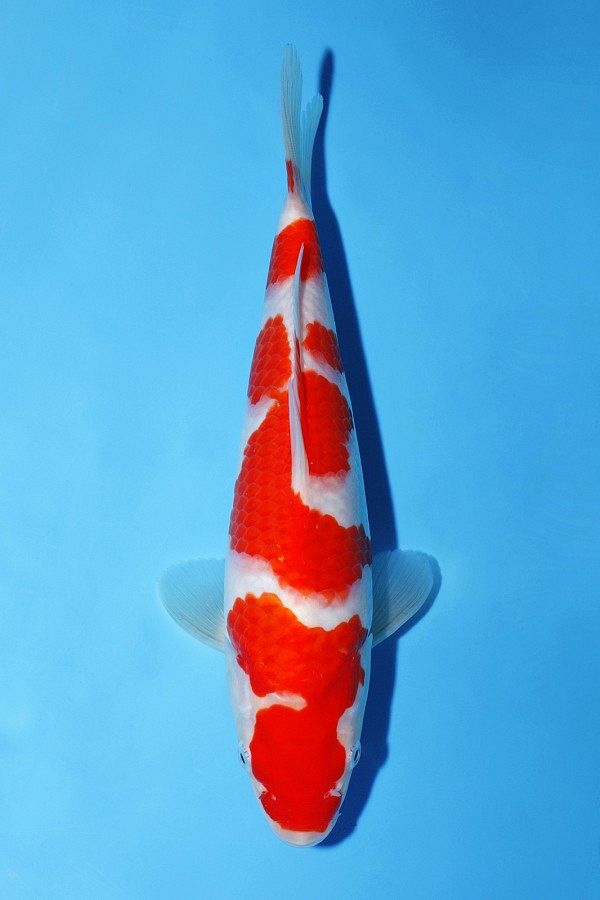 kohaku van momotaro