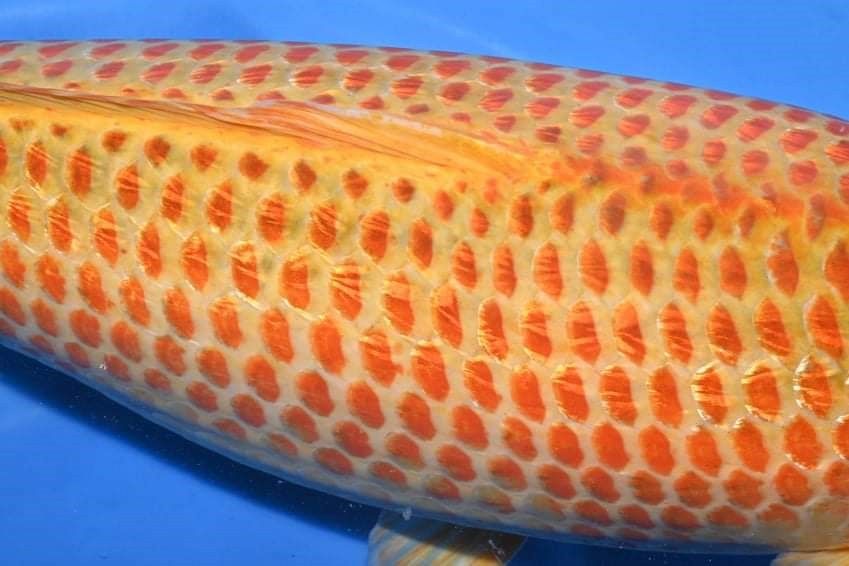 golden corn patroon