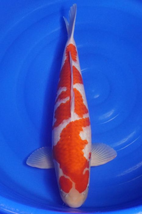 kogane