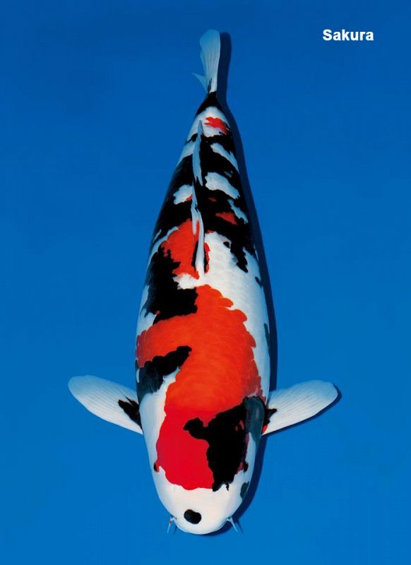 atarashi sumi