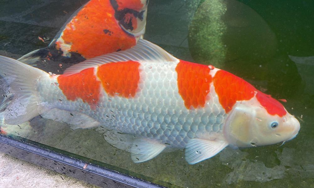 kohaku van momotaro