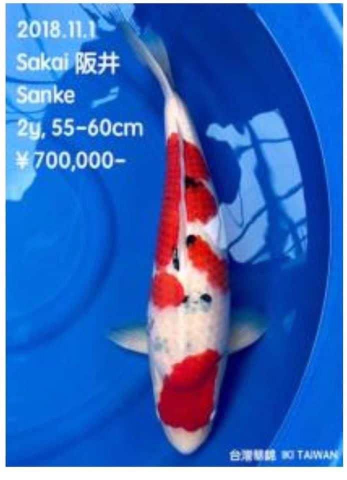 sanke van Sakai FF