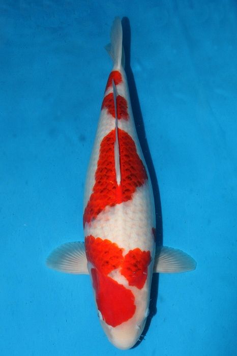 ai goromo van taniguchi
