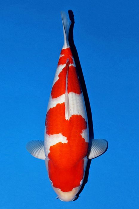 kohaku