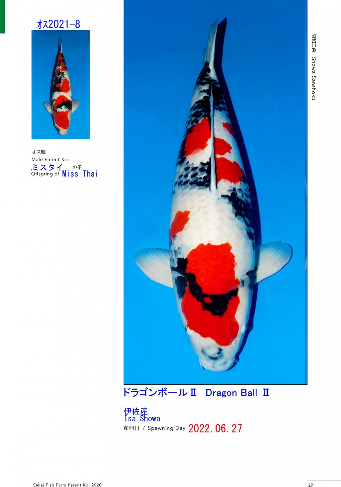 showa van Sakai FF