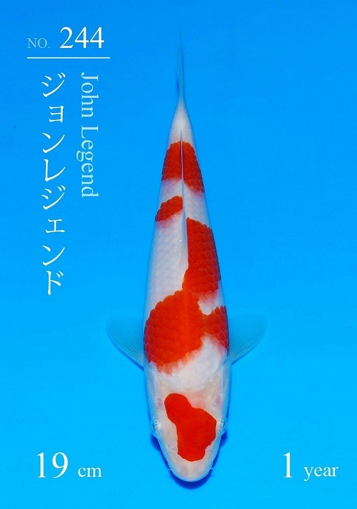 kohaku van sakai ff