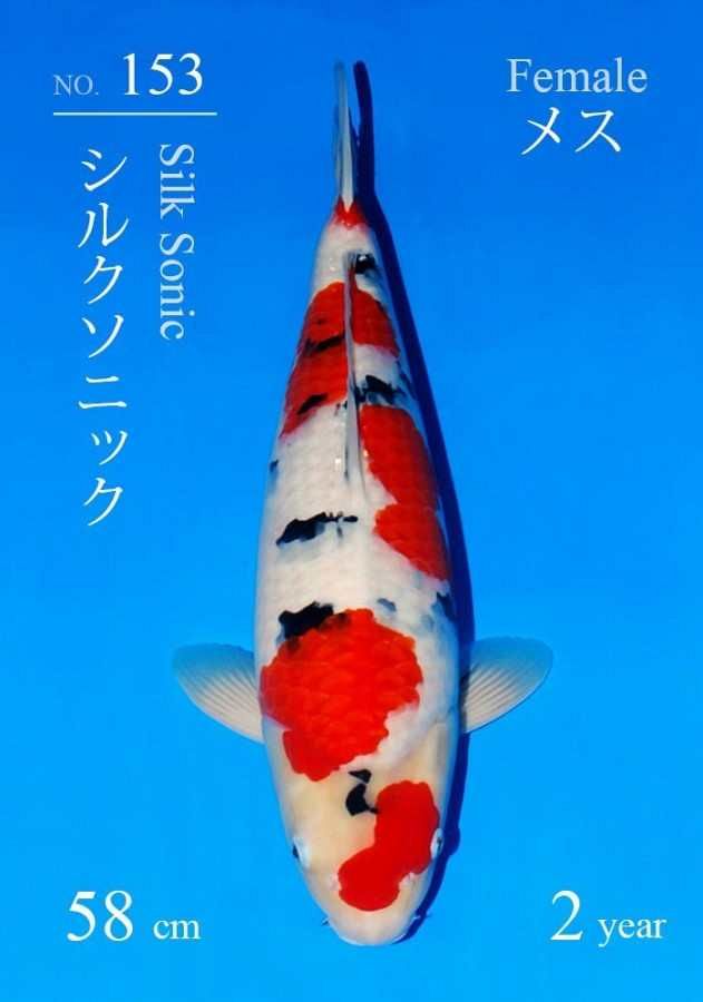 sanke van sakai