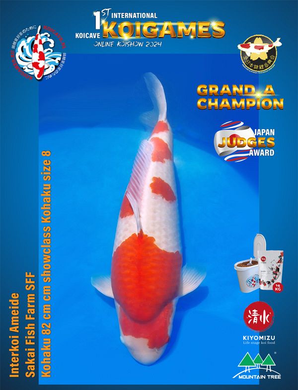 grand champion koicave