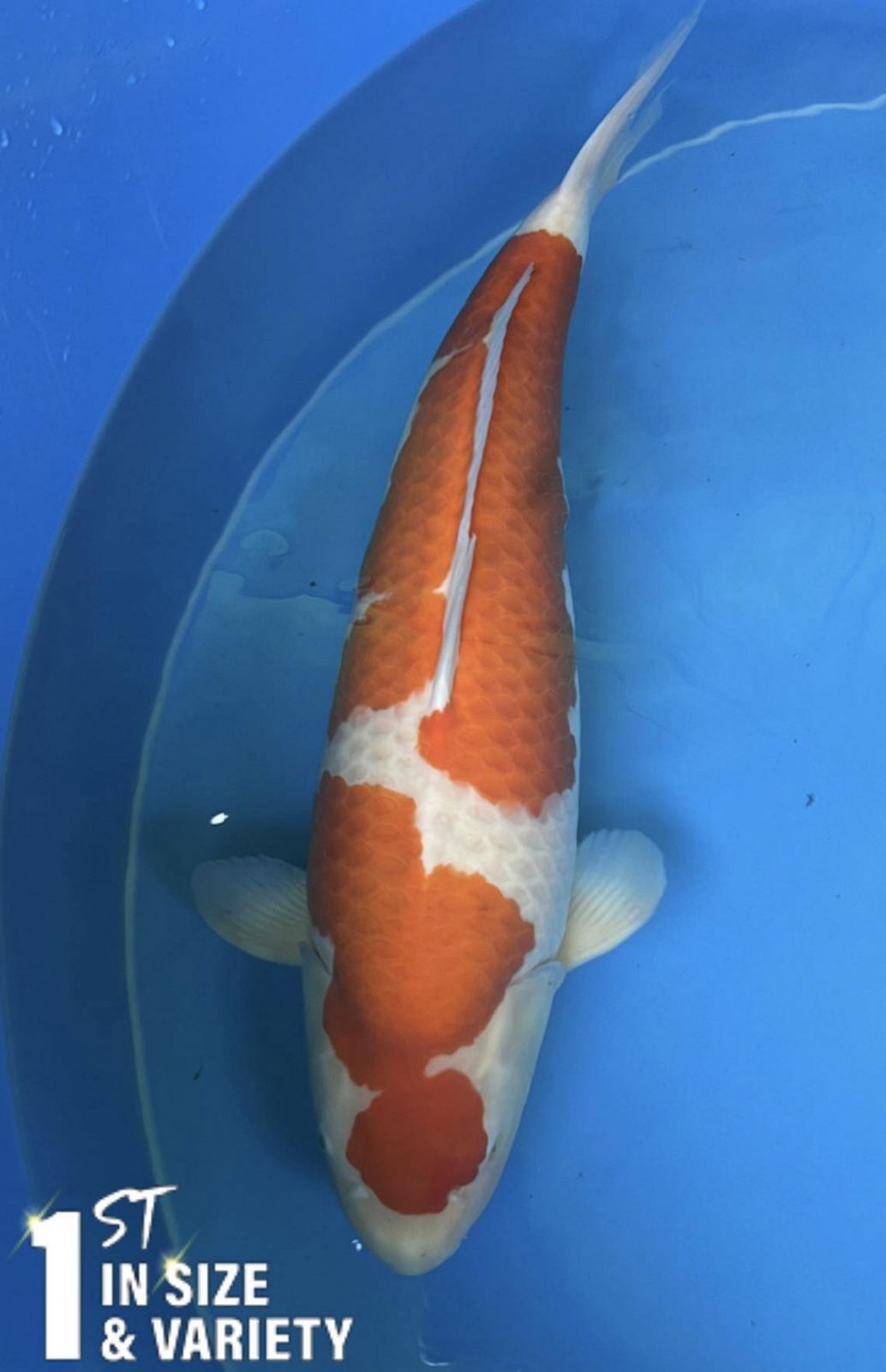 kohaku van momotaro