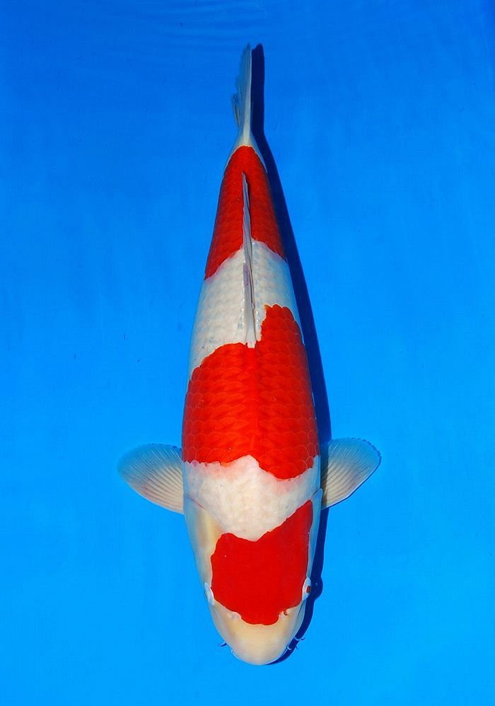 kohaku van sakai FF