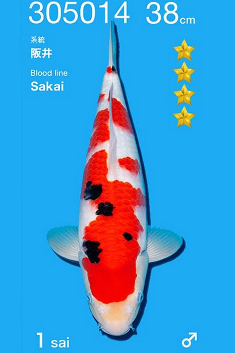 sanke van Sakai FF