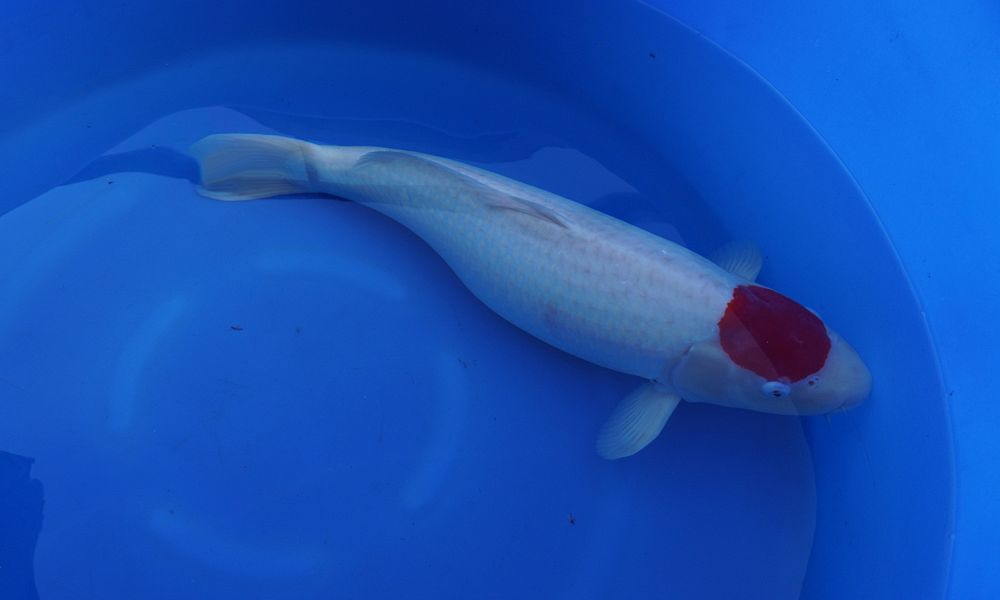 tancho kohaku van Tamaura