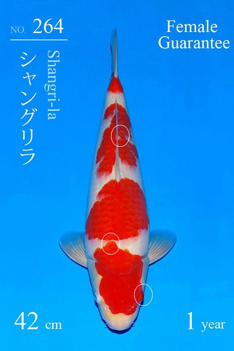 kohaku van Sakai